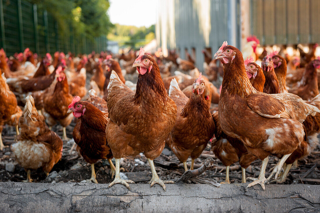 Free range chickens, hens, farmer, organic, agriculture, farming, Bavaria, Germany, Europe