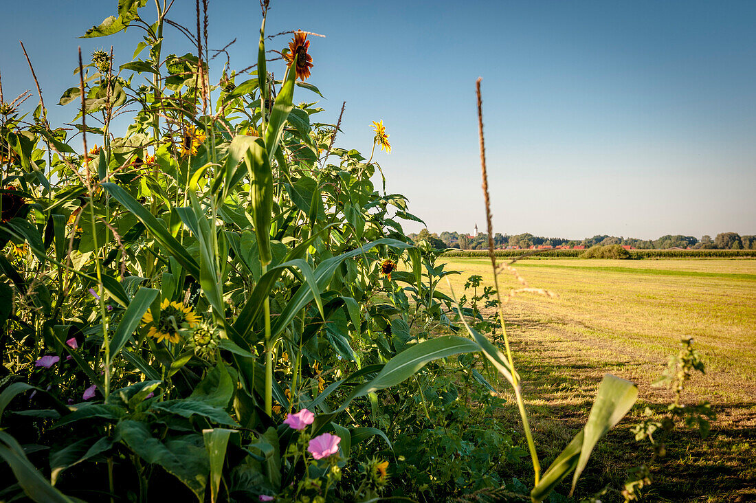 field with sunflowers on the edge of the field, organic, agriculture, farming, Bavaria, Germany, Europe