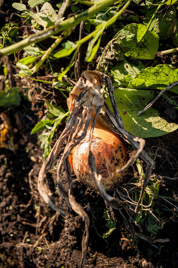 Onion in a field, harvest, farmer, organic, agriculture, farming, Bavaria, Germany, Europe