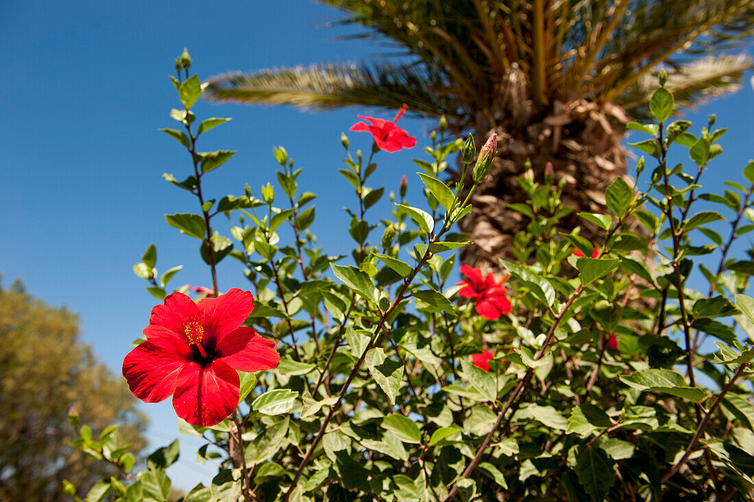 Hibiskus, Blüten, Plakias, Kreta, Griechenland, Europa