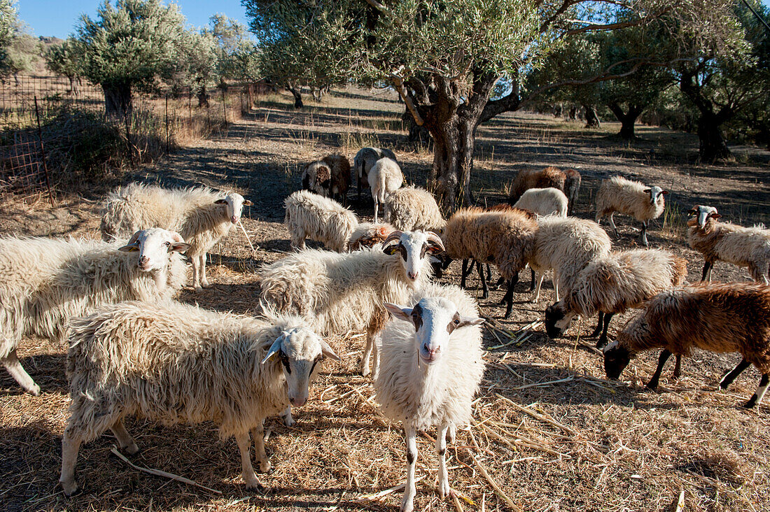 Flock of sheep grazing, Plakias, Crete, Greece, Europe