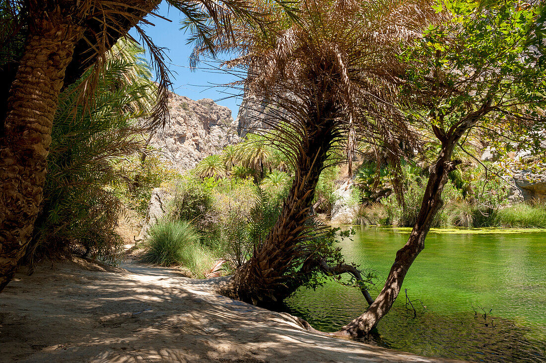 Palm tree lined river, canyon, Preveli, Crete, Greece, Europe