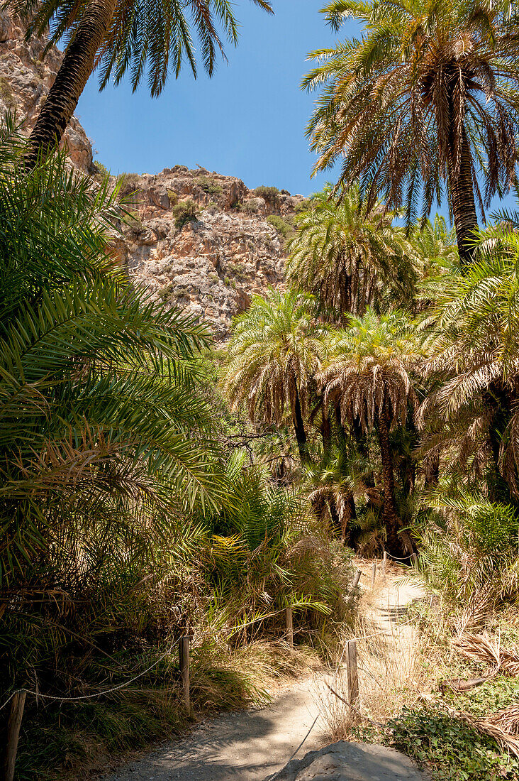 Palmen, Fluß, Palmenhain, Schlucht, Preveli, Kreta, Griechenland, Europa