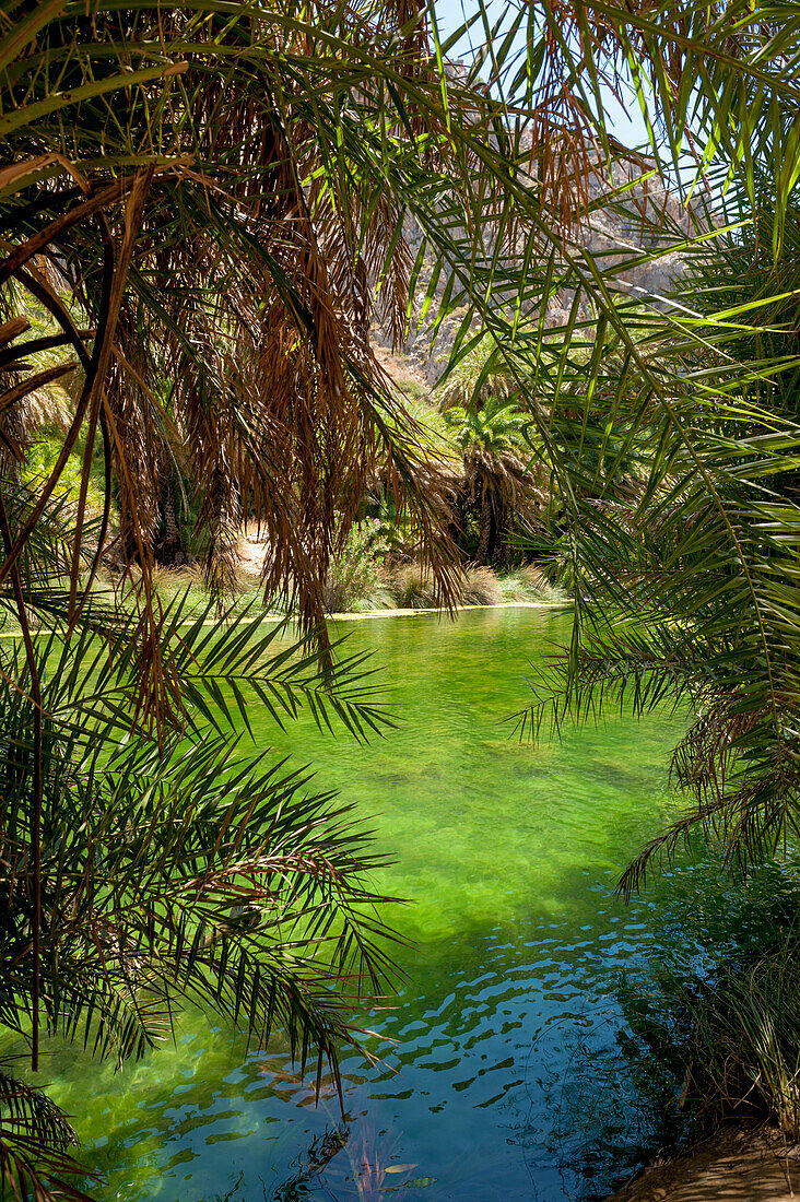 Palm tree lined river, canyon, Preveli, Crete, Greece, Europe