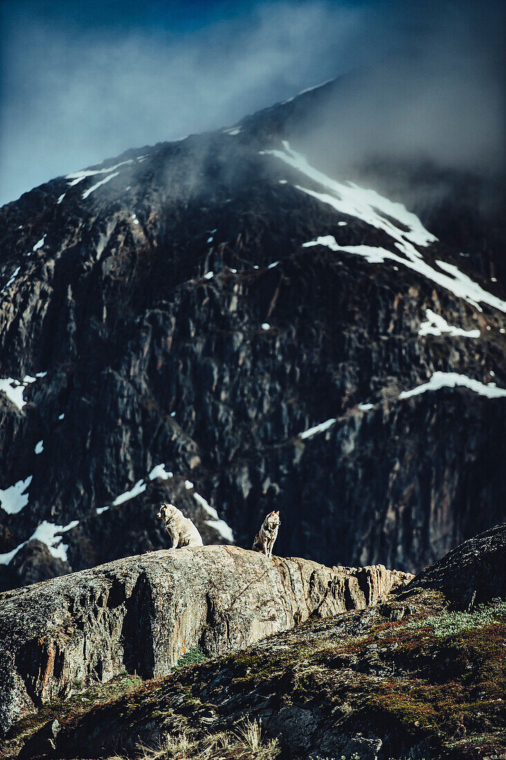 dogs in the wilderness in greenland, arctic.