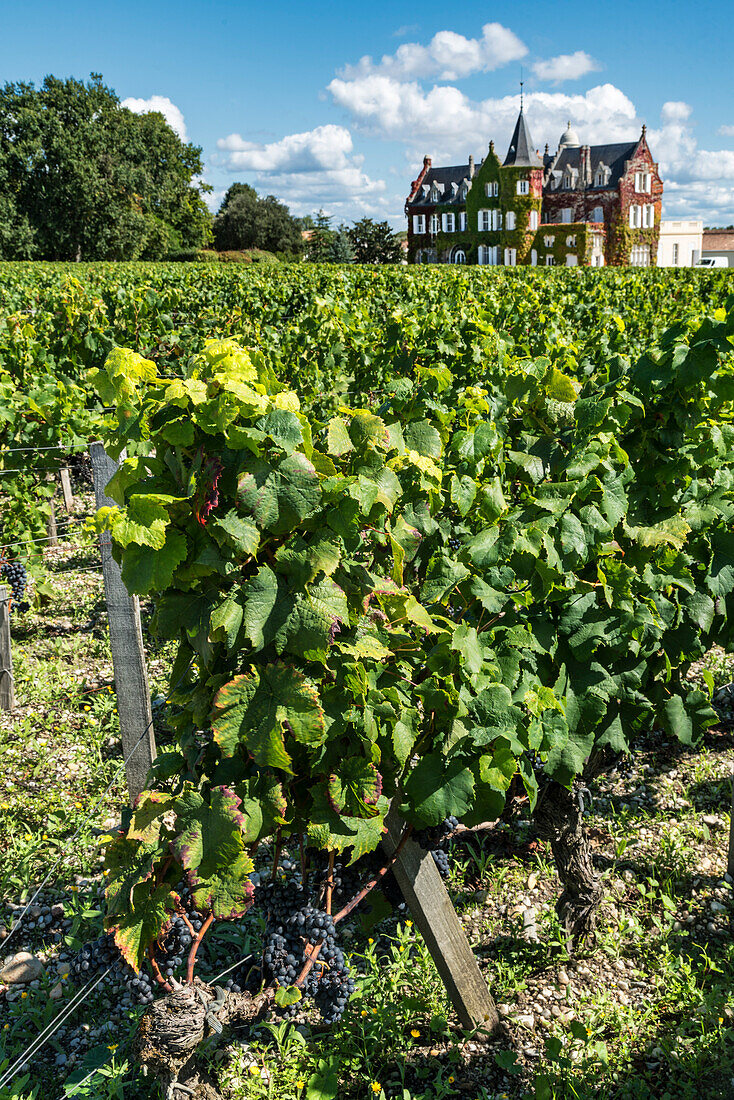 vineyards in Medoc, Bordeaux, Gironde, Aquitaine, France, Europe, Chateau Lascombes, vineyard in Medoc, Margeaux,  grapevine, Bordeaux, Gironde, Aquitaine, France, Europe