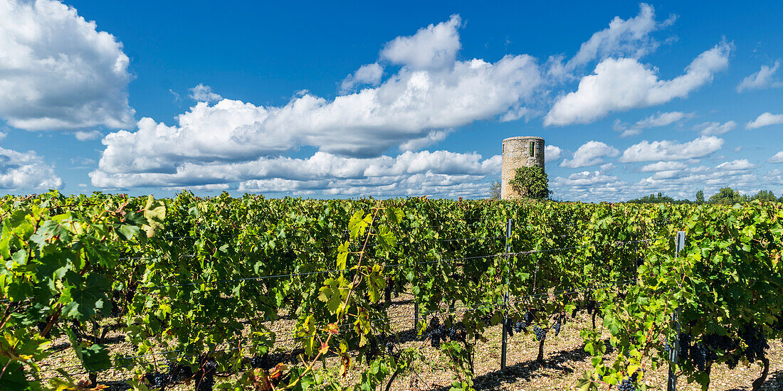 vineyards in Medoc, Bordeaux, Gironde, Aquitaine, France, Europe