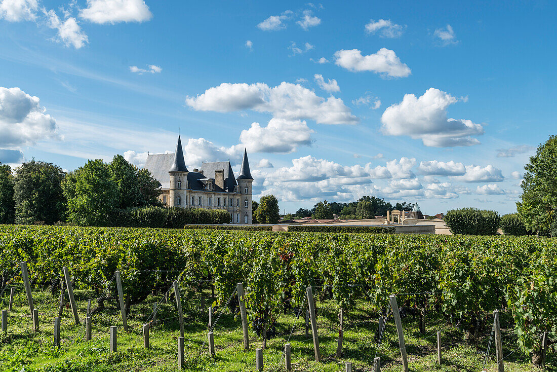 Chateau Pichon Baron , vineyard in Medoc, Margeaux,  grapevine, Bordeaux, Gironde, Aquitaine, France, Europe