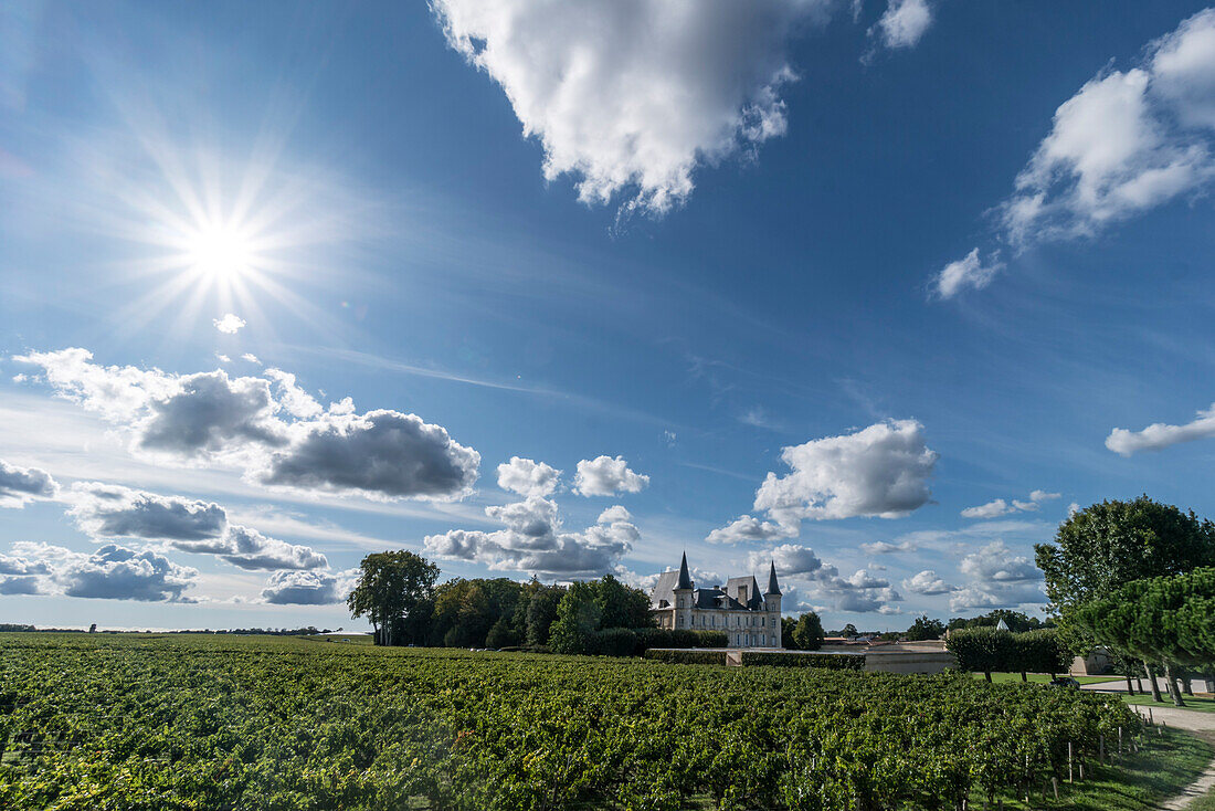 Château Pichon Baron , Weinbau, Medoc, Weingut, Weinreben,  Bordeaux, Gironde, Aquitanien , Frankreich, Europa