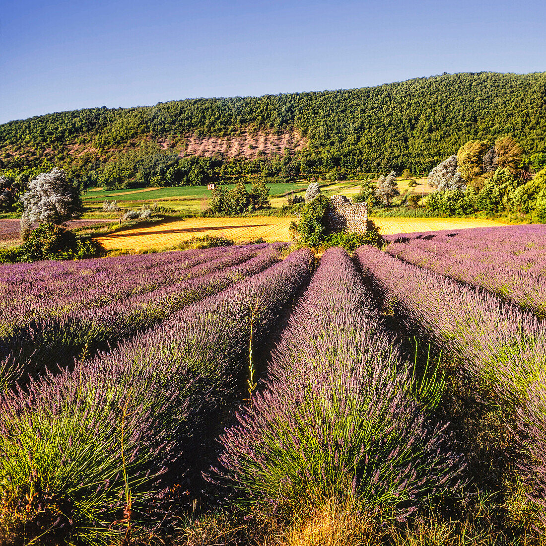 bluehender Lavendel, Hochplateau bei Salt, Vaucluse, Provence