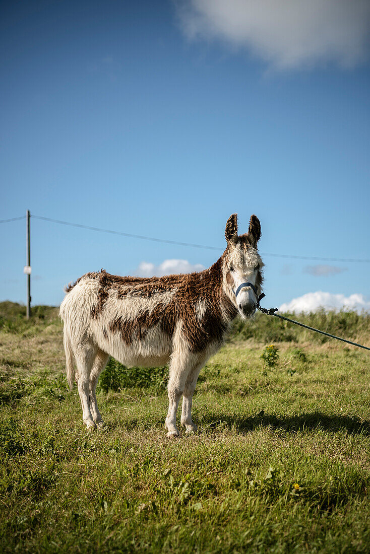 Esel oder Maultier steht angebunden auf grüner Wiese und blickt in die Kamera, Grafschaft Clare, Irland, Europa