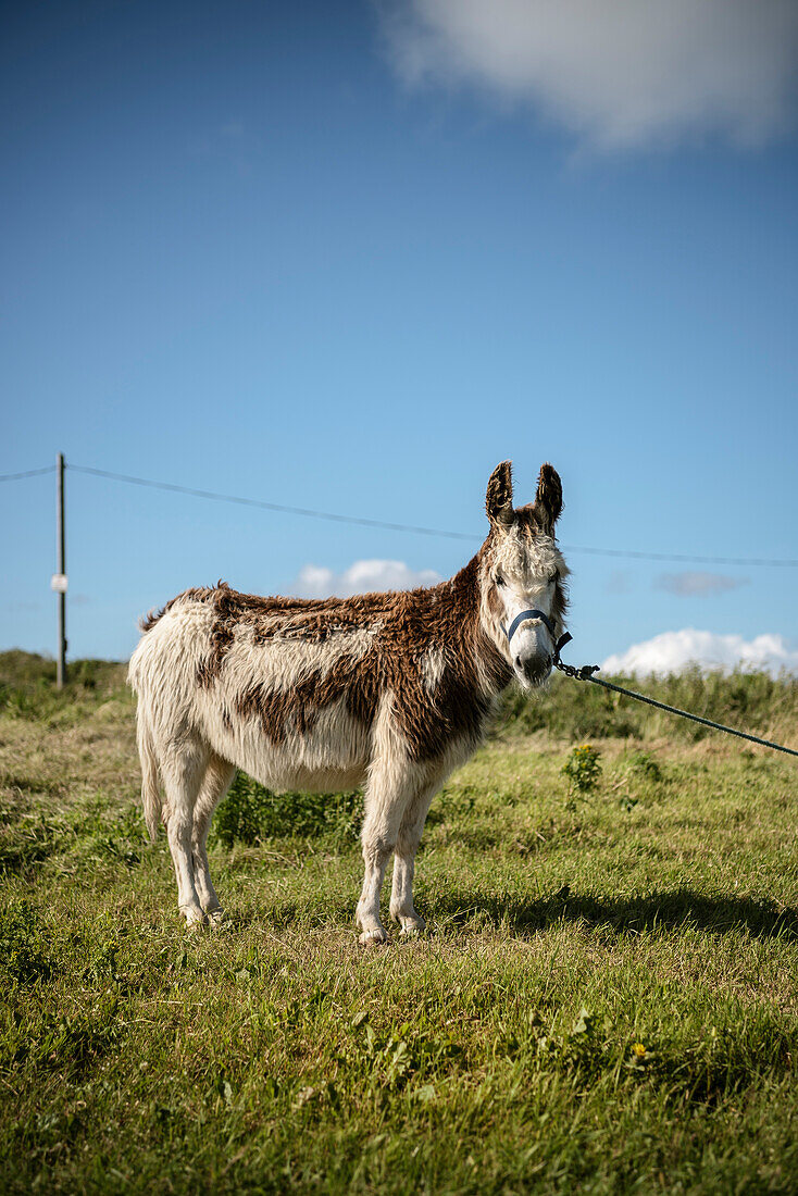 donkey or mule at green meadow looking into camera, County Clare, Ireland, Europe