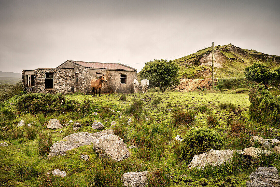 wilde Pferde stehen auf einer Wiese vor einem verlassenen Haus, Wild Atlantic Way, Irland, Europa