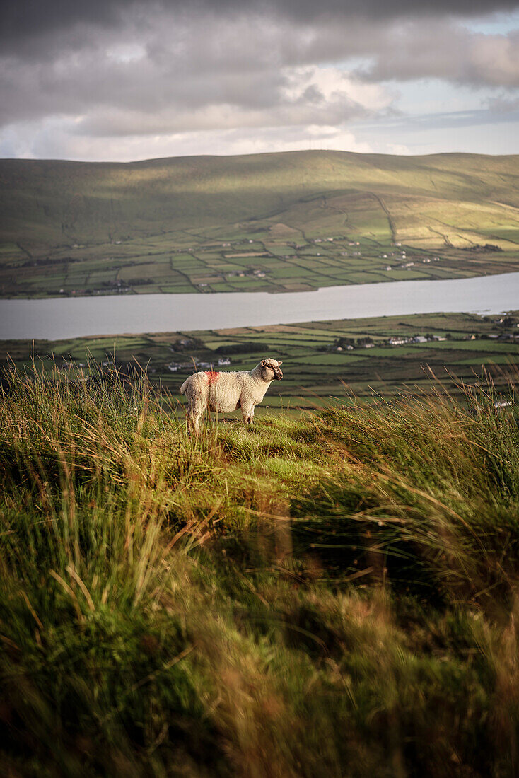 einzelnes Schaf steht bei untergehender Sonne am Geokaun mountain, Valentia Insel, Grafschaft Kerry, Irland, Wild Atlantic Way, Europa