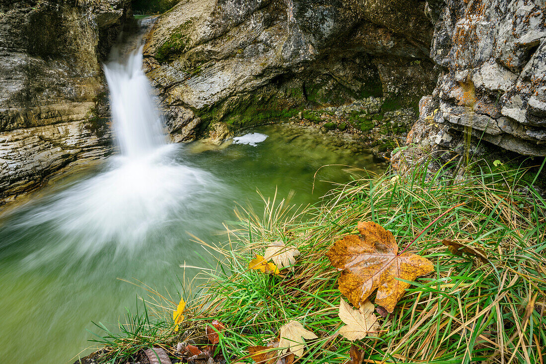 Herbstlaub mit Wasserfall im Hintergrund, Kuhfluchtfälle, Farchant, Estergebirge, Bayerische Alpen, Oberbayern, Bayern, Deutschland