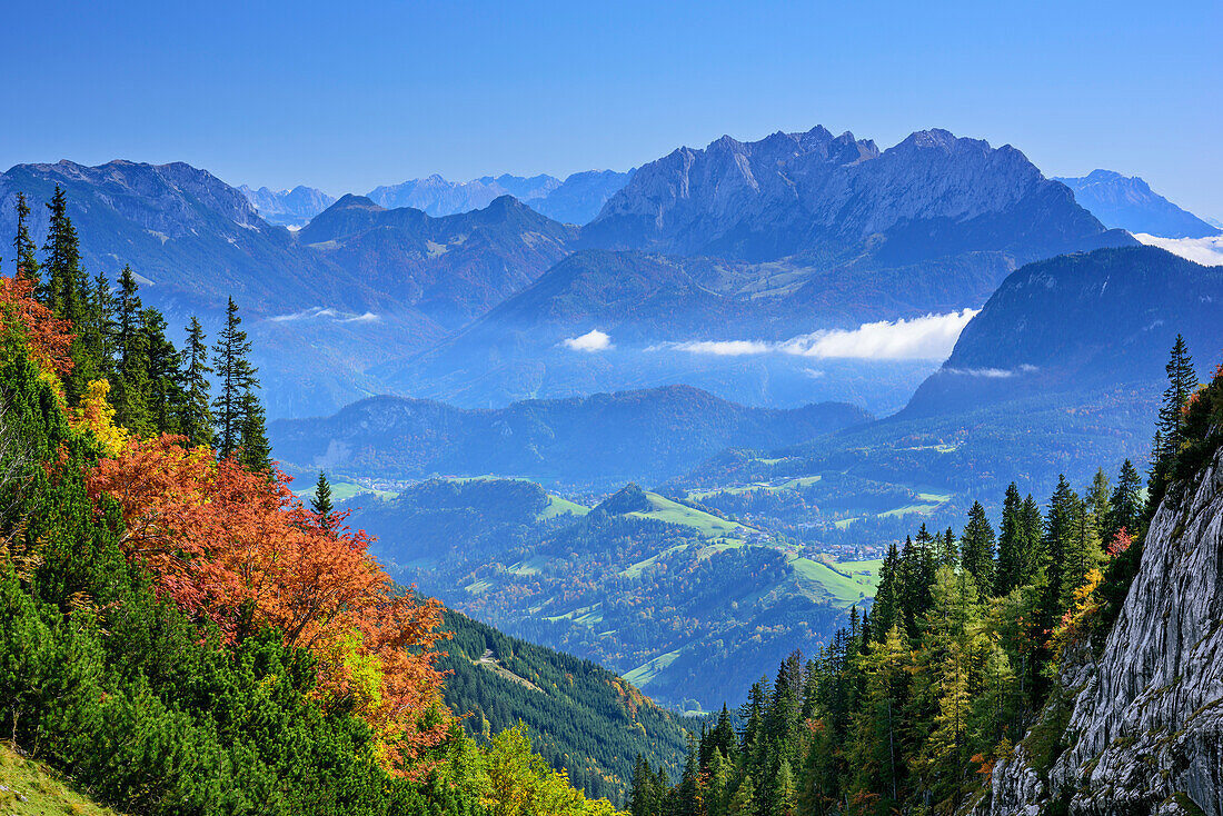 Forest in autumn colours with Kaiser range in background, from Hinteres Sonnwendjoch, Bavarian Alps, Tyrol, Austria