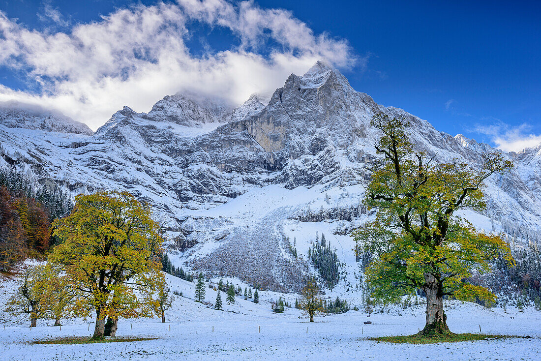 Herbstlich verfärbte Ahornbäume auf verschneitem Großen Ahornboden mit Spritzkarspitze, Großer Ahornboden, Eng, Karwendel, Naturpark Karwendel, Tirol, Österreich