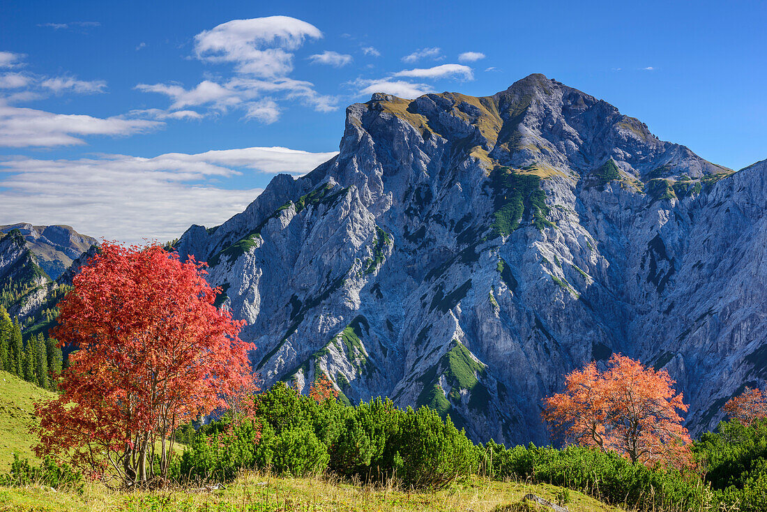 Herbstlich verfärbte Bäume mit Sonnjoch, Sonnjoch, Karwendel, Naturpark Karwendel, Tirol, Österreich