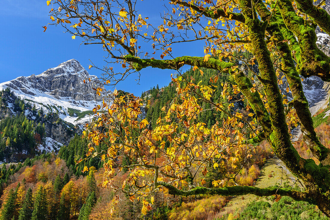 Maple tree in autumn colours, Grosser Ahornboden, Eng, Karwendel, Natural Park Karwendel, Tyrol, Austria
