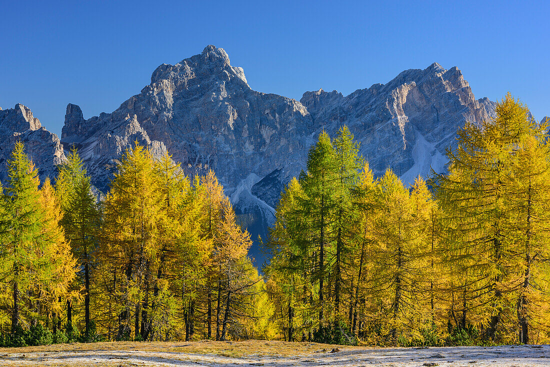 Larch trees in autumn colours with Sorapiss group, Monte Pelmo, Dolomites, UNESCO World Heritage Site Dolomites, Venetia, Italy