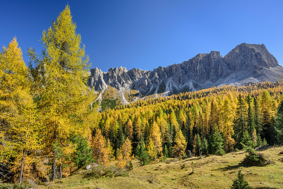 Herbstlich verfärbte Lärchen vor Monte Formin, Cortina d' Ampezzo, Dolomiten, UNESCO Welterbe Dolomiten, Venetien, Italien