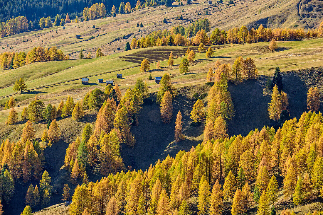 Meadows of Prolongia with alpine huts and larch trees in autumn colours, Col di Lana, Dolomites, UNESCO World Heritage Site Dolomites, Venetia, Italy