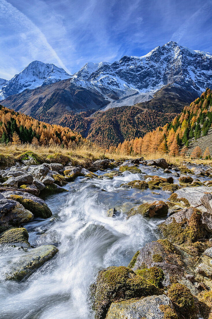Bachlauf mit herbstlich verfärbten Lärchen, Königsspitze, Zebru und Ortler im Hintergrund, Sulden, Ortlergruppe, Südtirol, Italien