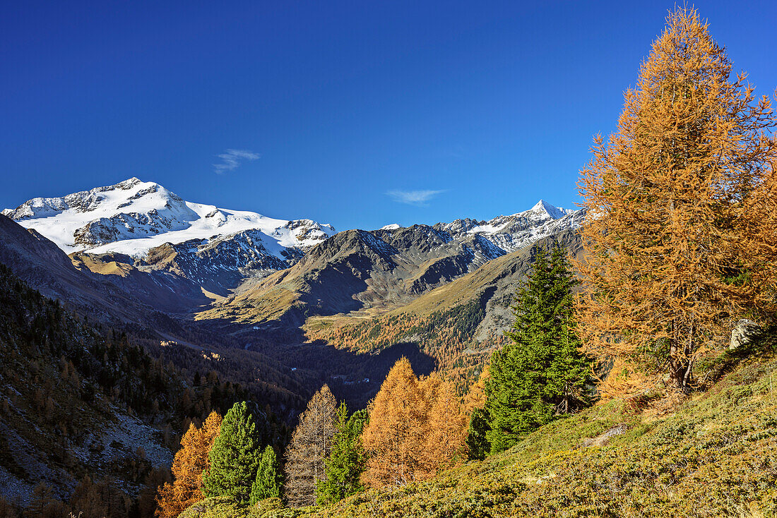 Cevedale mit herbstlich verfärbten Lärchen im Vordergrund, Martelltal, Ortlergruppe, Südtirol, Italien