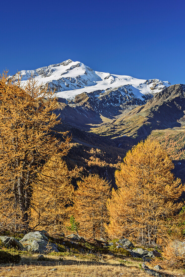 Cevedale with larch trees in autumn colours in foreground, valley of Martelltal, Ortler group, South Tyrol, Italy