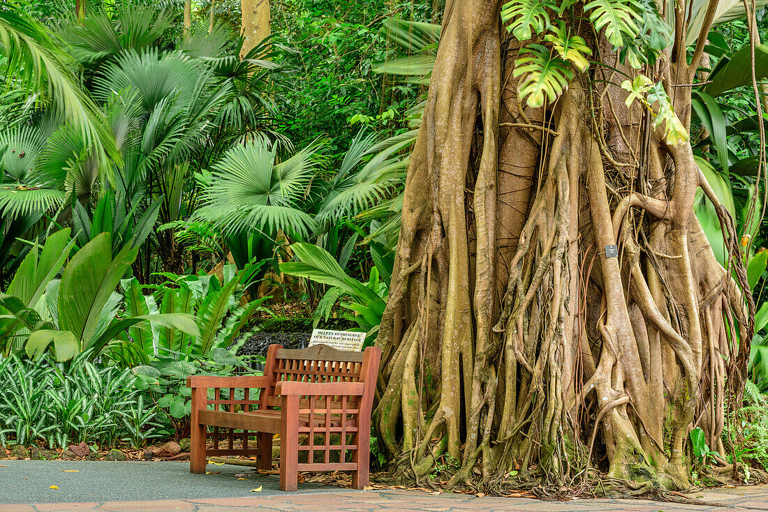 Bank vor tropischem Baum mit Luftwurzeln, Botanische Gärten Singapur, UNESCO Welterbe Singapore Botanical Gardens, Singapur