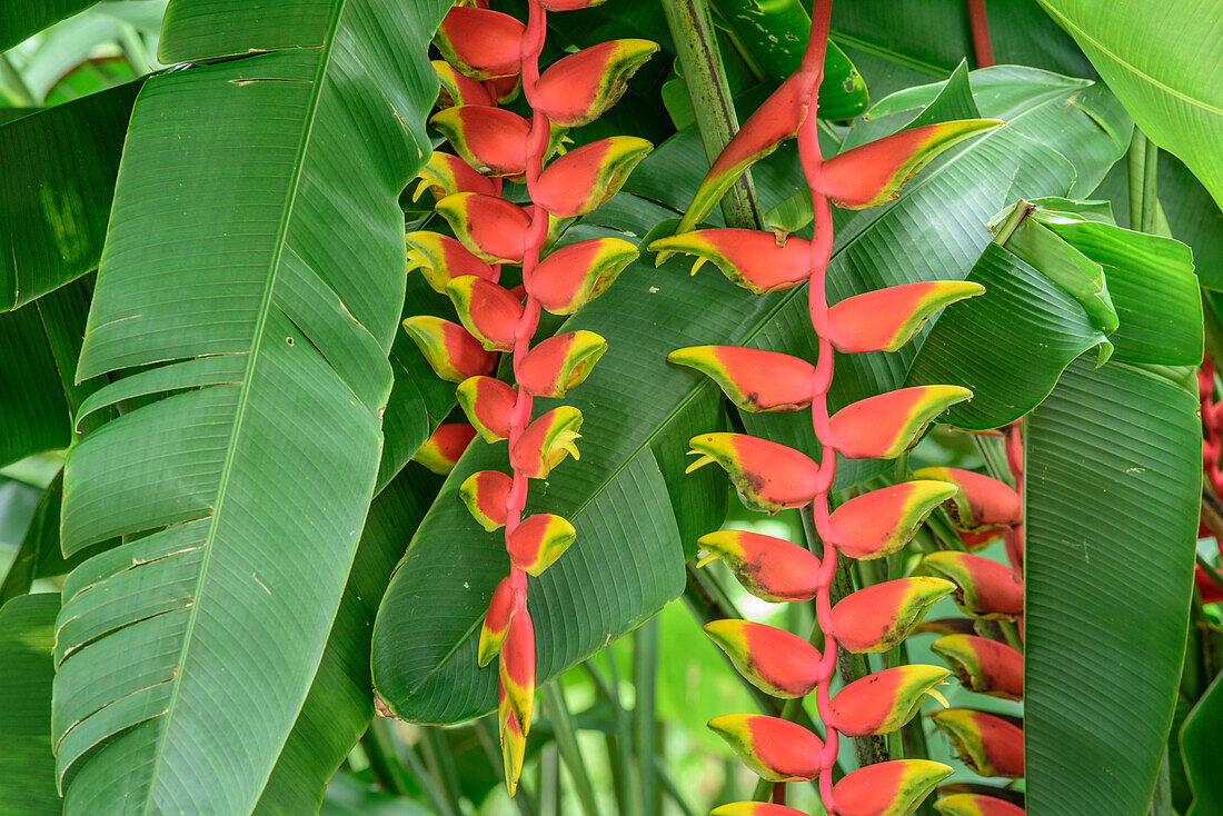Rot blühende Heliconie, Heliconia vellerigera, Botanische Gärten Singapur, UNESCO Welterbe Singapore Botanical Gardens, Singapur