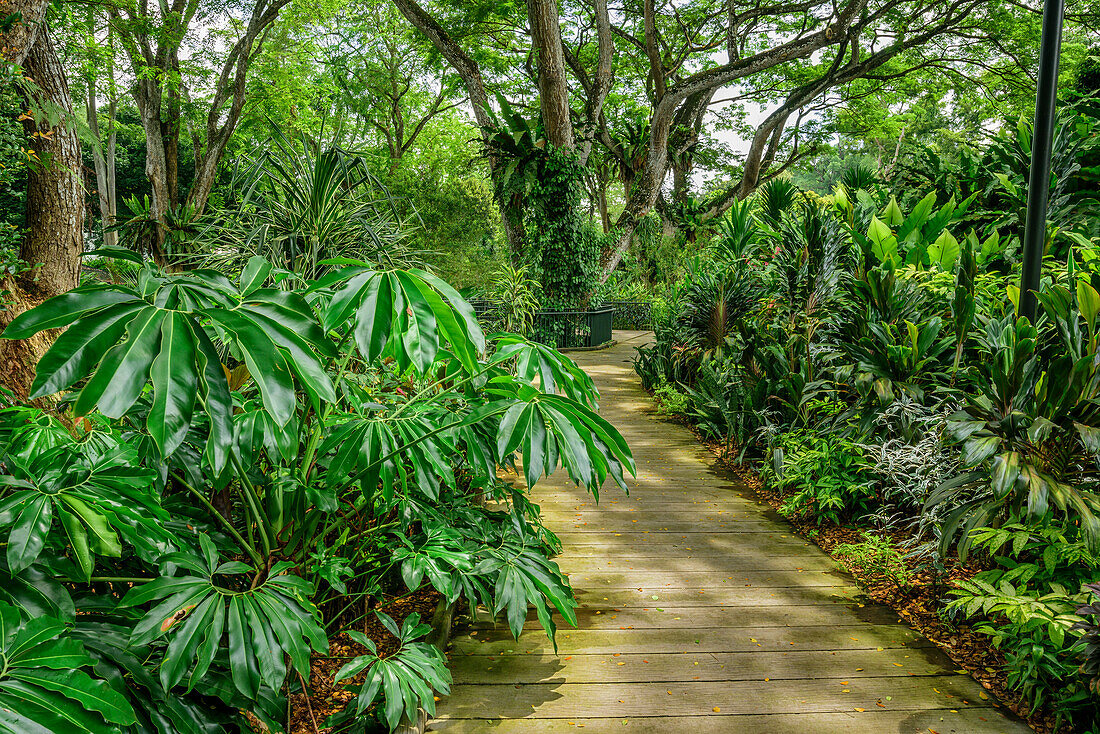 Weg führt durch Palmen und üppige tropische Vegetation, Botanische Gärten Singapur, UNESCO Welterbe Singapore Botanical Gardens, Singapur