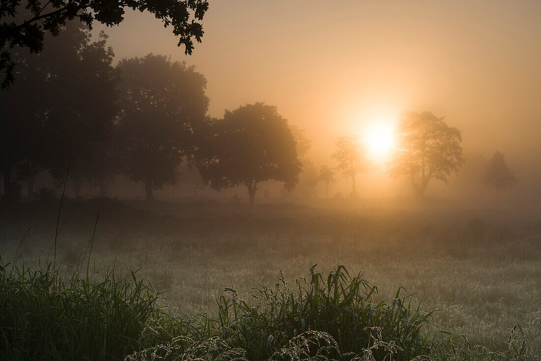 Pasture in fog at sunrise, Hesel, Friedeburg, Wittmund, East Frisia, Lower Saxony, Germany, Europe