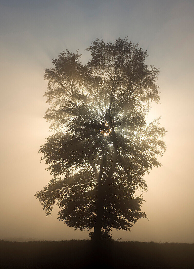 Single tree on pasture in fog at sunrise, Hesel, Friedeburg, Wittmund, East Frisia, Lower Saxony, Germany, Europe