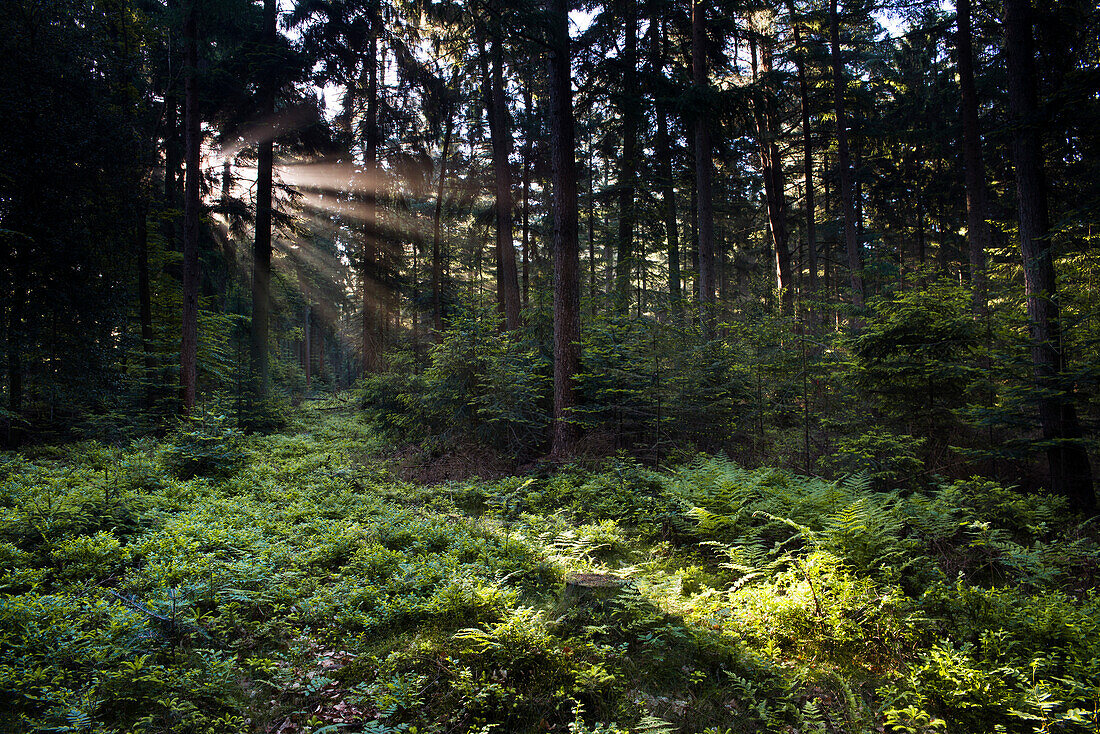 Sonnenstrahlen im Wald bei Nebel, Hopelser Wald, Friedeburg, Wittmund, Ostfriesland, Niedersachsen, Deutschland, Europa