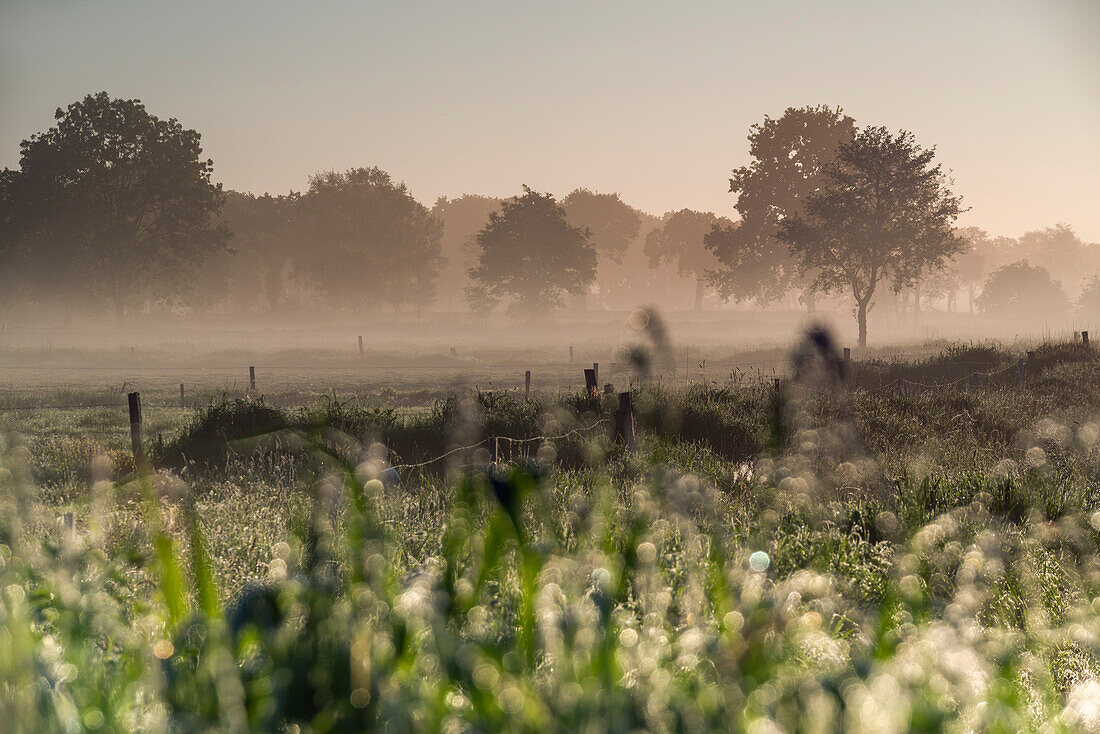 Reed with morning dew in front of pasture in fog at sunrise, Hesel, Friedeburg, Wittmund, East Frisia, Lower Saxony, Germany, Europe