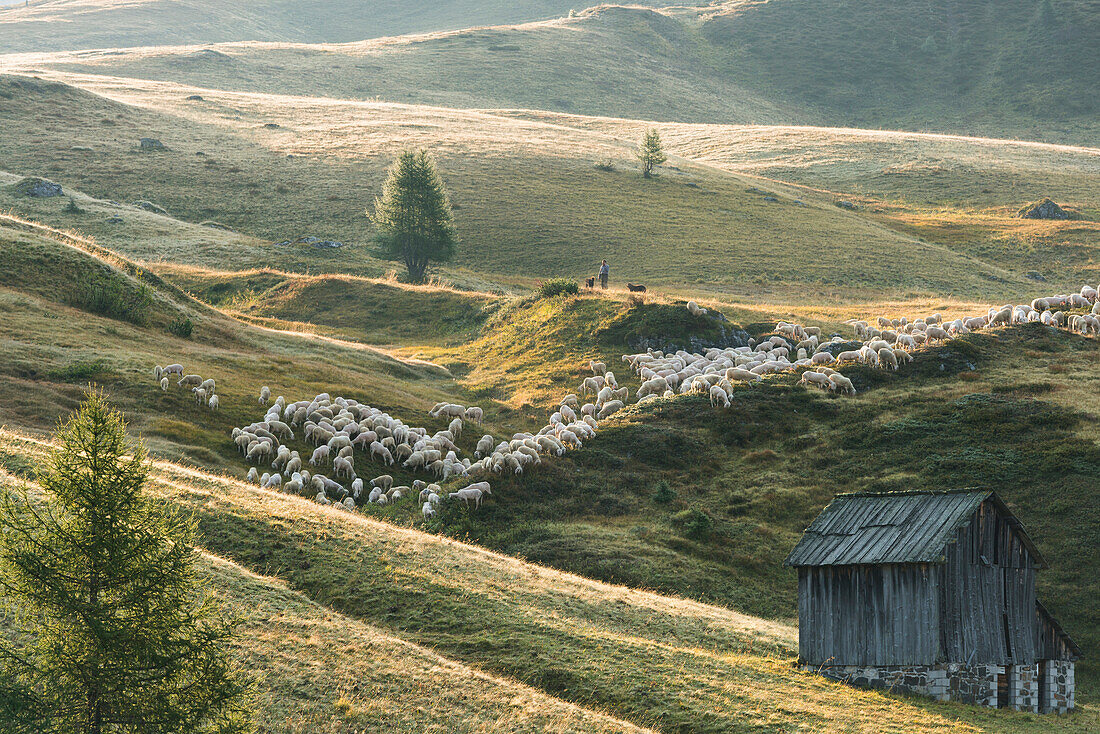 Flock of sheep, shepherds, Passo di Giau, Veneto, Italy