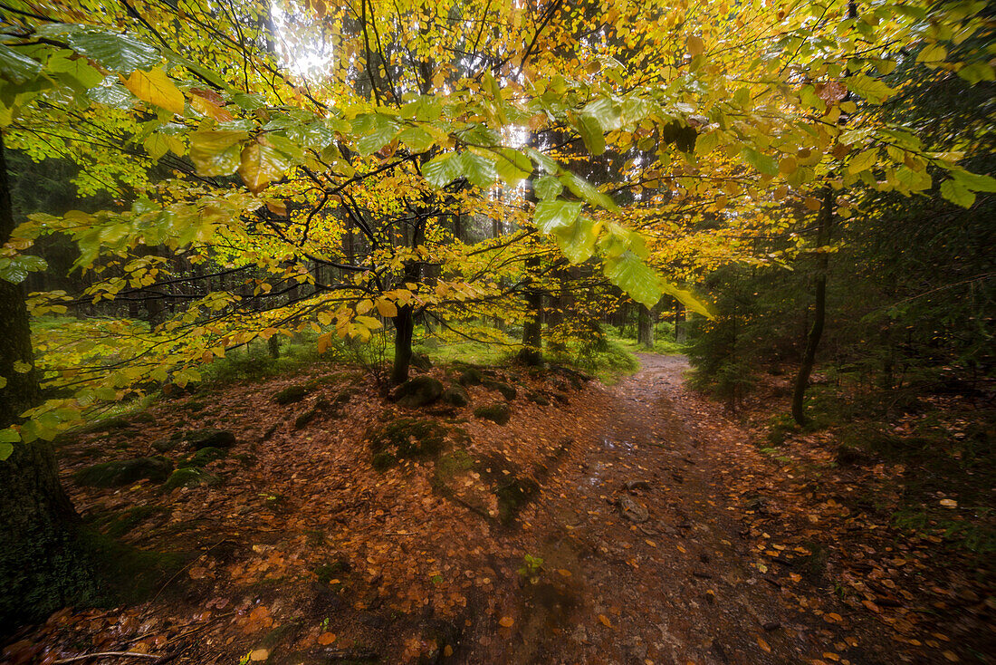 Buche im Herbst bei Regen, Fluss Warme Bode, Braunlage, Nationalpark Harz, Niedersachsen, Deutschland, Europa