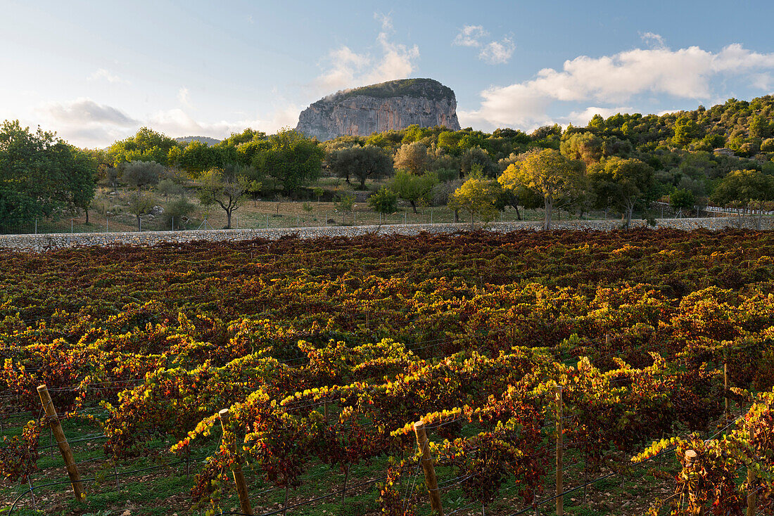 Wine Garden near Campanet, Tramuntana, Mallorca, Balearic Islands, Spain