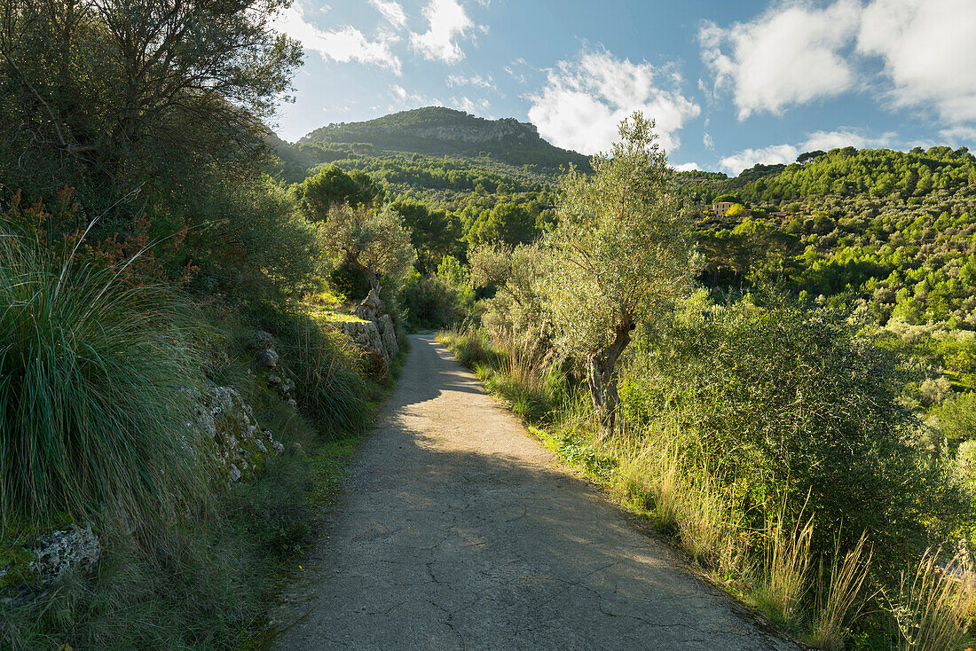 Olivenhain bei Soller, Mallorca, Balearen, Spanien
