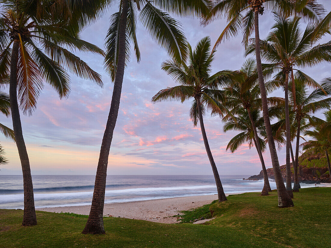 palm trees on the Beach Grande Anse La Reunion, France, Réunion, France