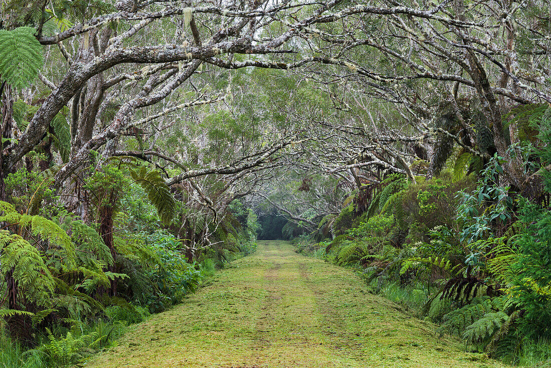 forest road in the Forêt de Bebour, Reunion, France