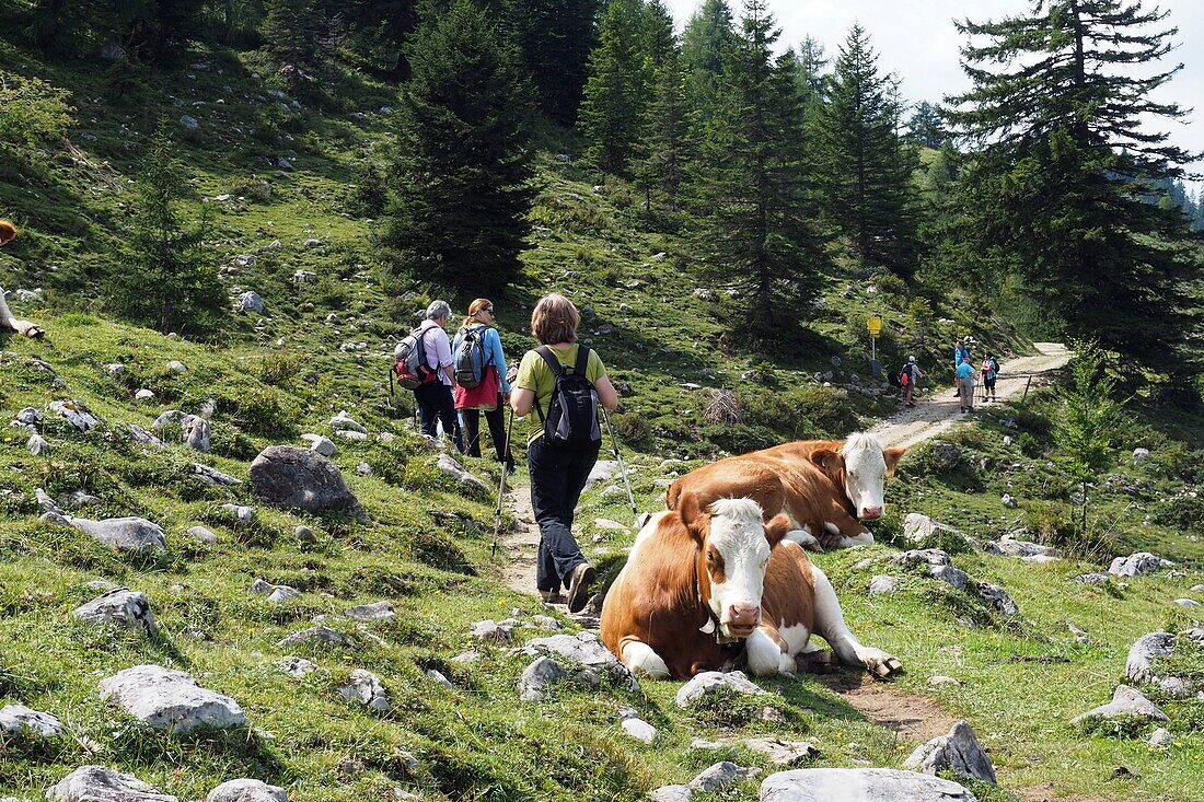 Kühe und Wanderer an der Kaindlhütte, Kaisergebirge über Kufstein, Tirol, Österreich