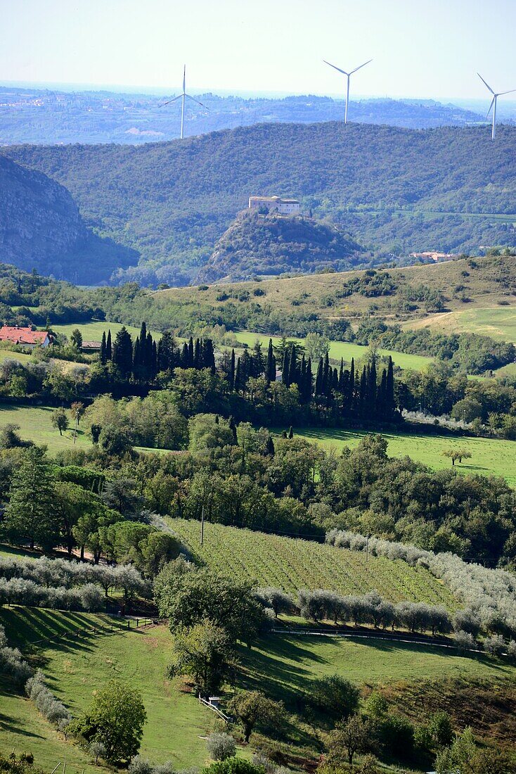 vineyard of Bardolino near Affin eastbank of lake Garda, Venetian, Italy