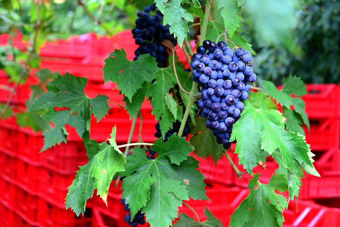 Blaue Trauben vor roten Weinkästen im Valpolicella Weingebiet bei Negrar bei Verona, Veneto, Italien