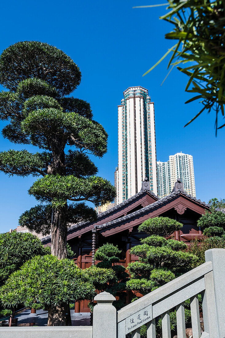 Wooden buildings and huge bonsai trees in the Nan Lian Garden in front of the scenery of the skyscrapers in Kowloon, Hong Kong, China, Asia