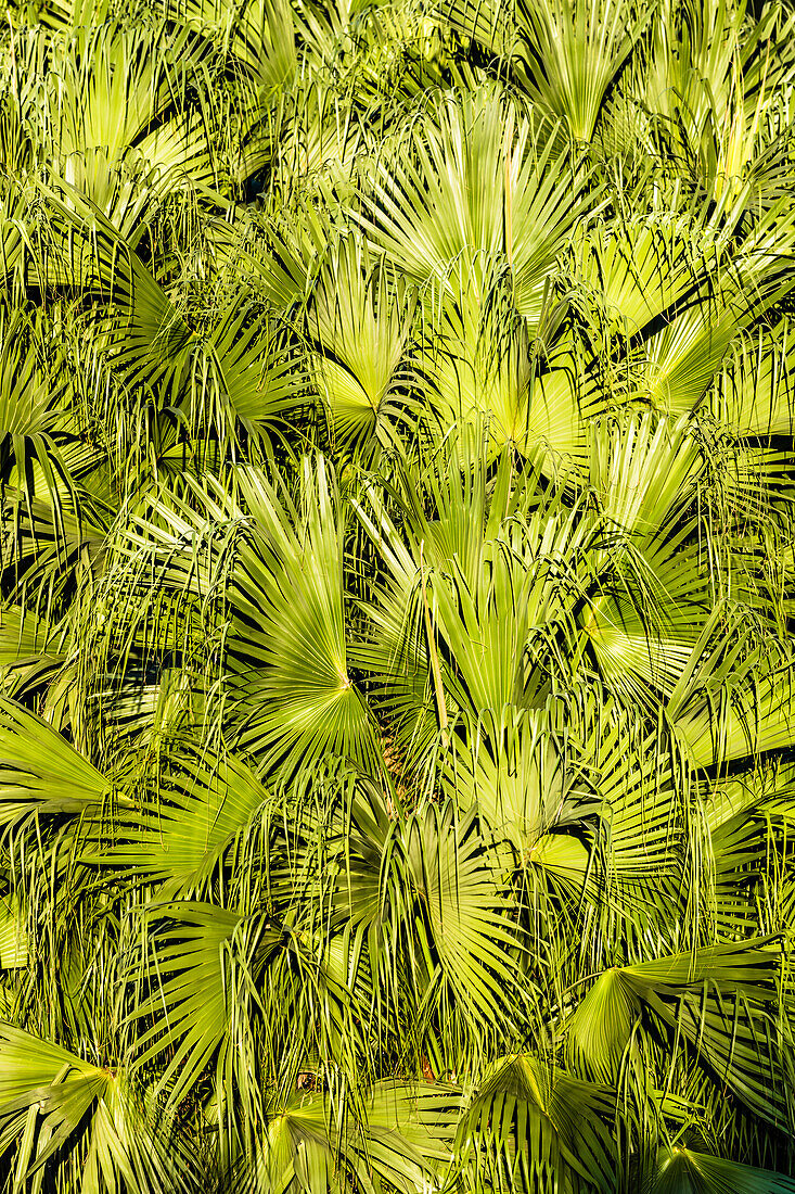 Dicht bewachsene Palme im Sonnenlicht, Hongkong, China, Asien