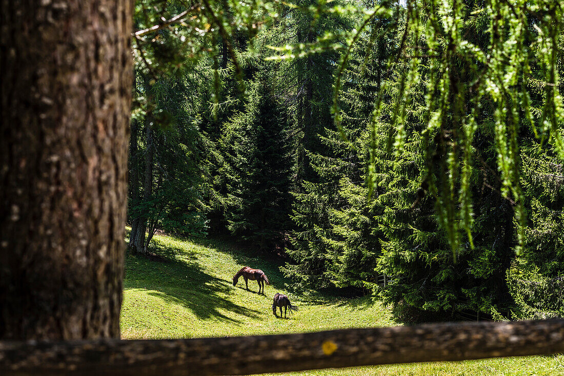 Horses on pasture in a coniferous forest, Aldein, South Tyrol, Alto Adige, Italy