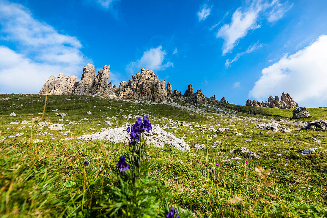 A meadow of the Alpe di Siusi with flowers and the mountain range Rosszahne, Siusi, South Tyrol, Alto Adige, Italy