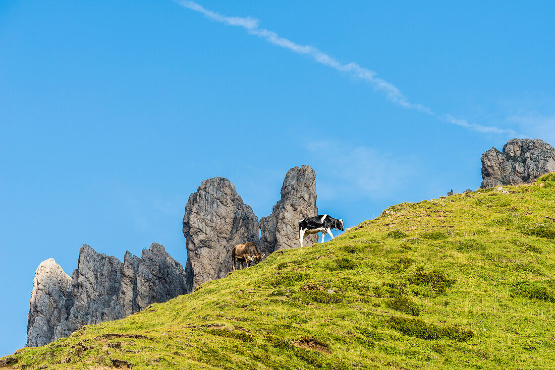 Eine Almwiese der Seiser Alm mit Kühen und der Gebirgskette Rosszähne, Seis, Südtirol, Alto Adige, Italien